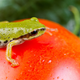 Image for article titled How many animals have been found in salads since 2003?